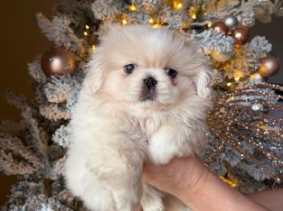 Pekingese bitch (pink carrier)