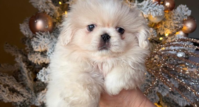 Pekingese bitch (pink carrier)