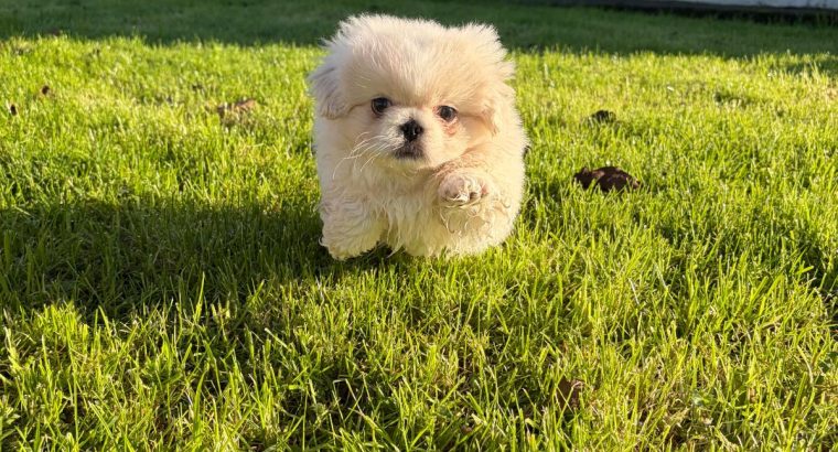 Pekingese bitch (pink carrier)