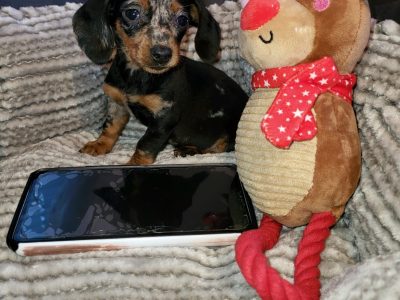 Miniature Dachshund Puppies