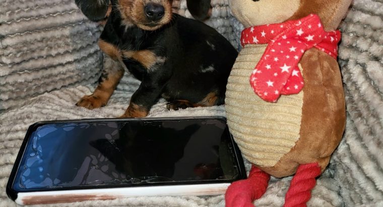 Miniature Dachshund Puppies