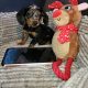 Miniature Dachshund Puppies
