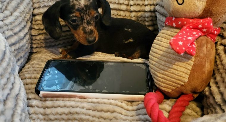 Miniature Dachshund Puppies