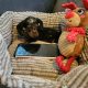 Miniature Dachshund Puppies
