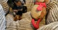 Miniature Dachshund Puppies
