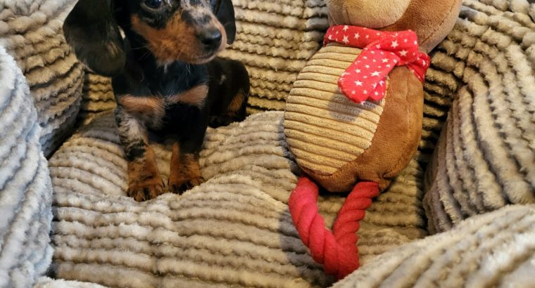 Miniature Dachshund Puppies
