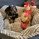 Miniature Dachshund Puppies