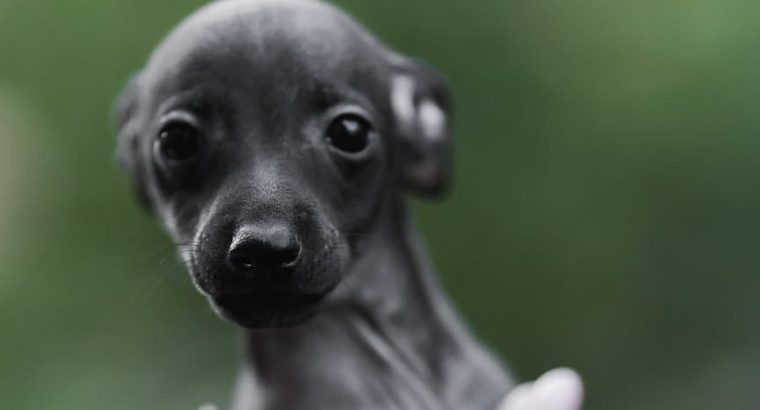 Tiny Italian greyhounds