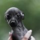 Tiny Italian greyhounds