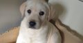 Purebred Labrador puppies in Laois