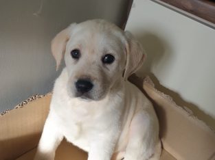 Purebred Labrador puppies in Laois