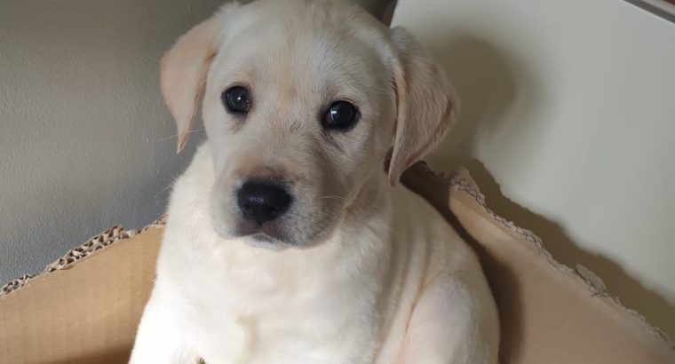 Purebred Labrador puppies in Laois
