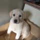 Purebred Labrador puppies in Laois