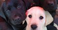 Purebred Labrador puppies in Laois