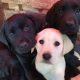 Purebred Labrador puppies in Laois