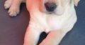 Purebred Labrador puppies in Laois
