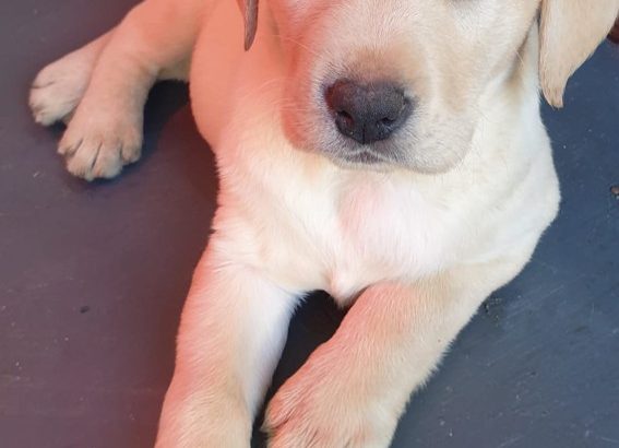 Purebred Labrador puppies in Laois