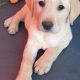 Purebred Labrador puppies in Laois