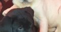 Purebred Labrador puppies in Laois
