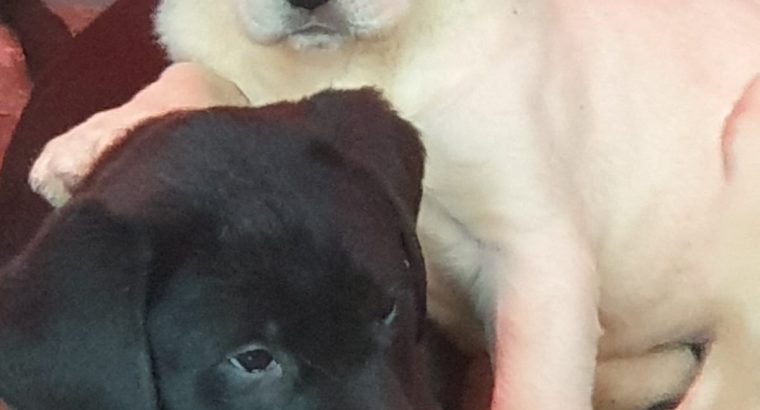 Purebred Labrador puppies in Laois