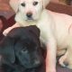 Purebred Labrador puppies in Laois