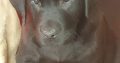 Purebred Labrador puppies in Laois