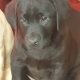 Purebred Labrador puppies in Laois