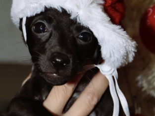 Tiny Italian greyhounds