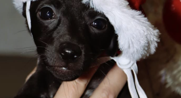 Tiny Italian greyhounds