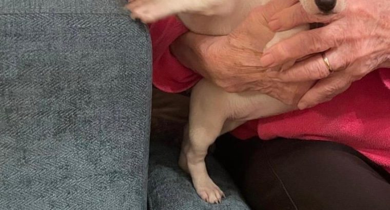 Jack Russell puppies