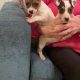 Jack Russell puppies