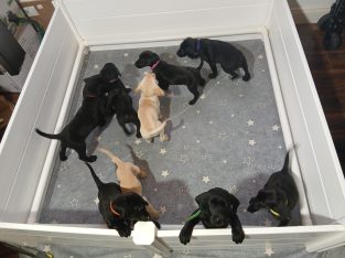 Purebred Labrador puppies