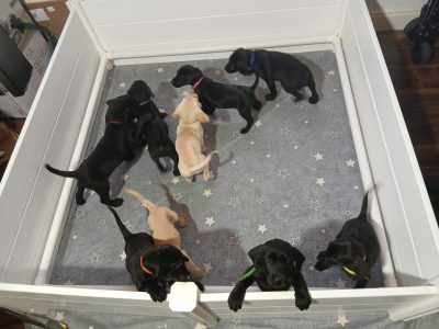 Purebred Labrador puppies