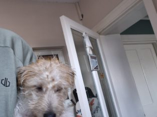 Jack russell irish terrier mix 5 month old male