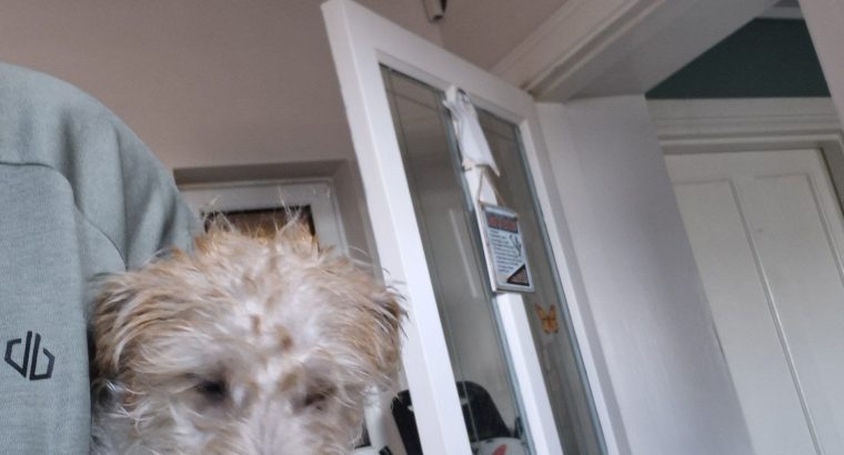 Jack russell irish terrier mix 5 month old male