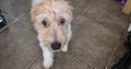 Jack russell irish terrier mix 5 month old male