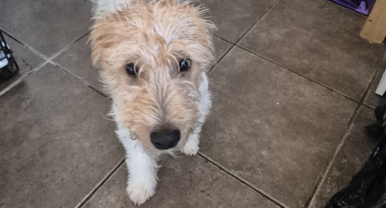 Jack russell irish terrier mix 5 month old male