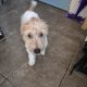 Jack russell irish terrier mix 5 month old male