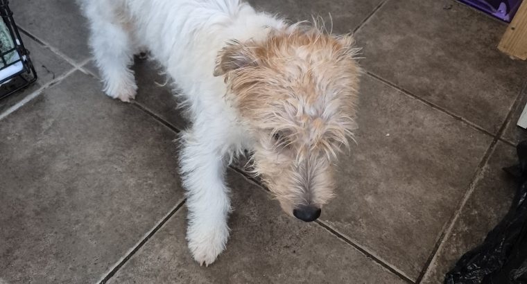 Jack russell irish terrier mix 5 month old male