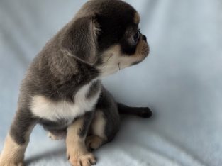 ðŸŒŸ ðŸ¶ Beautiful Chihuahua Puppies