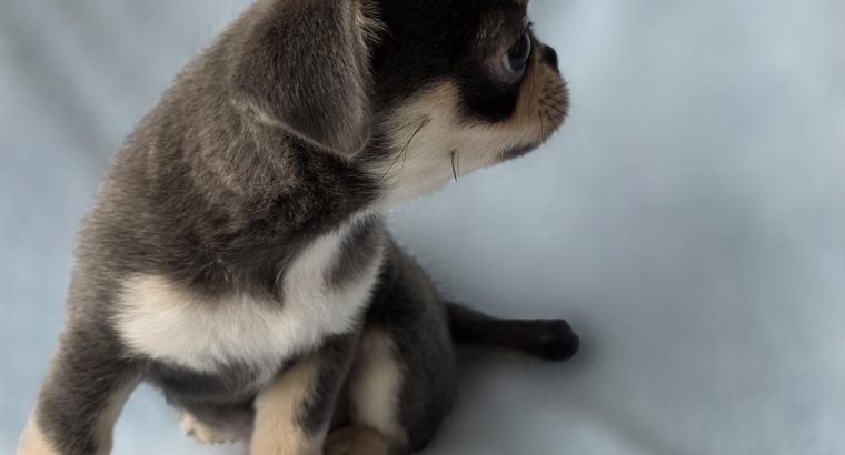 ðŸŒŸ ðŸ¶ Beautiful Chihuahua Puppies