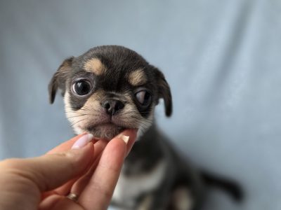 ðŸŒŸ ðŸ¶ Beautiful Chihuahua Puppies