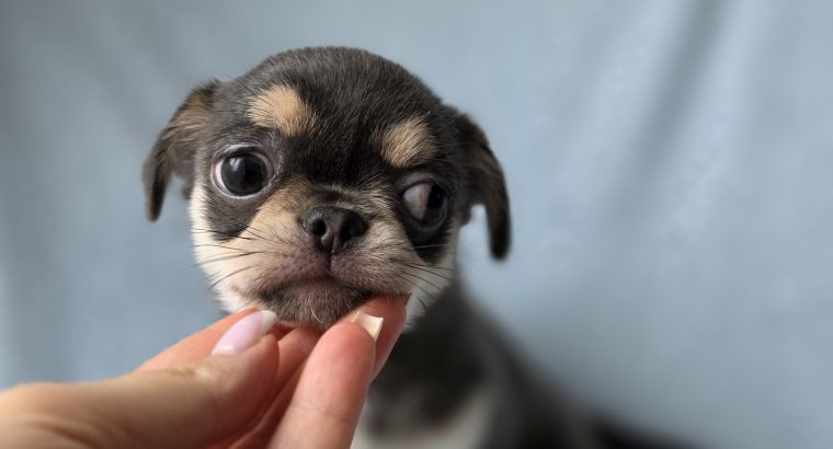 ðŸŒŸ ðŸ¶ Beautiful Chihuahua Puppies