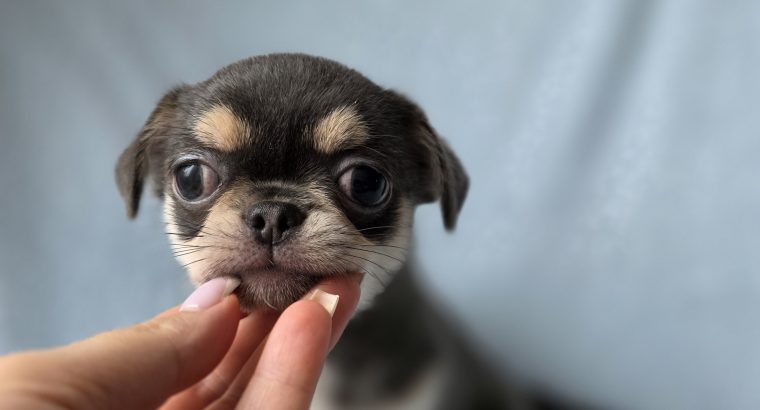 ðŸŒŸ ðŸ¶ Beautiful Chihuahua Puppies