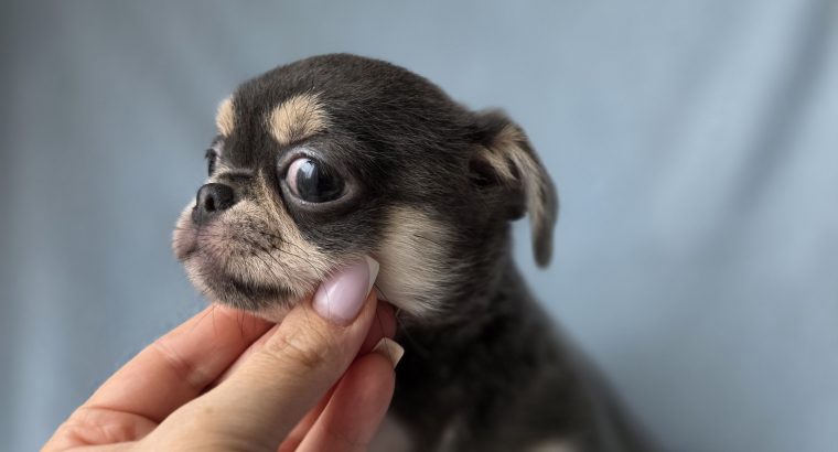 ðŸŒŸ ðŸ¶ Beautiful Chihuahua Puppies