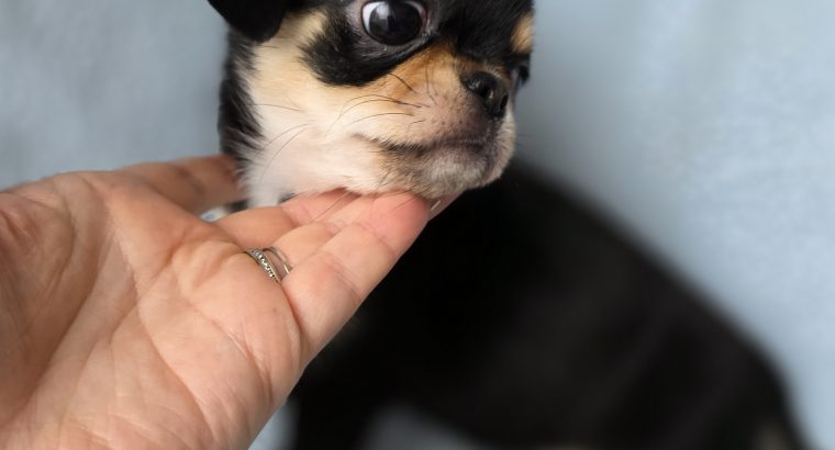ðŸŒŸ ðŸ¶ Beautiful Chihuahua Puppies