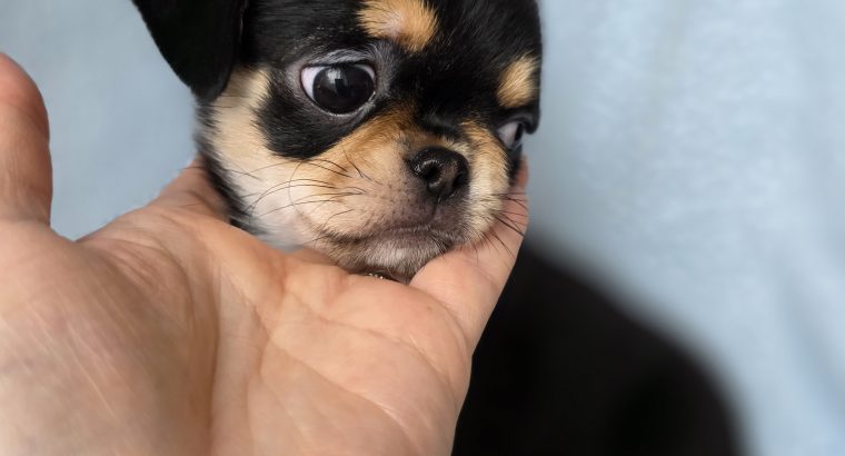 ðŸŒŸ ðŸ¶ Beautiful Chihuahua Puppies