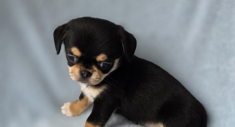 ðŸŒŸ ðŸ¶ Beautiful Chihuahua Puppies