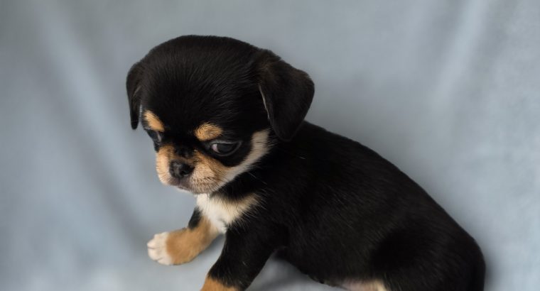 ðŸŒŸ ðŸ¶ Beautiful Chihuahua Puppies