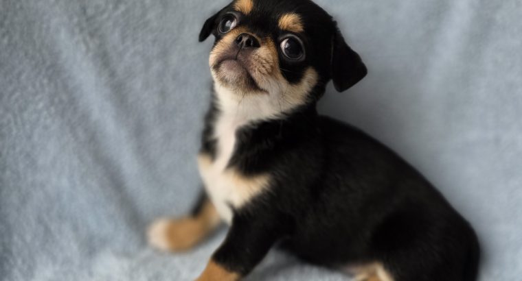 ðŸŒŸ ðŸ¶ Beautiful Chihuahua Puppies